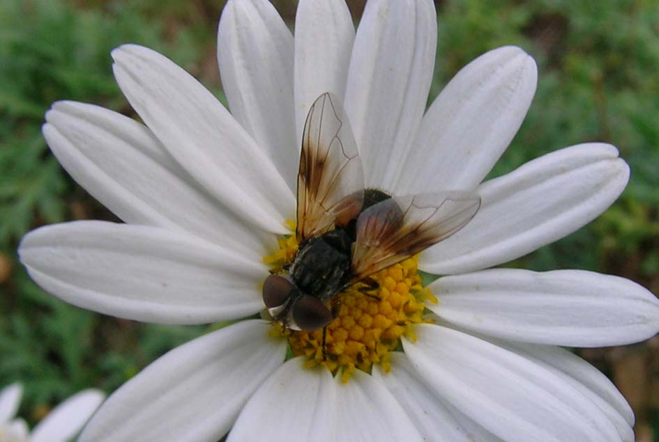 Ectophasia crassipennis